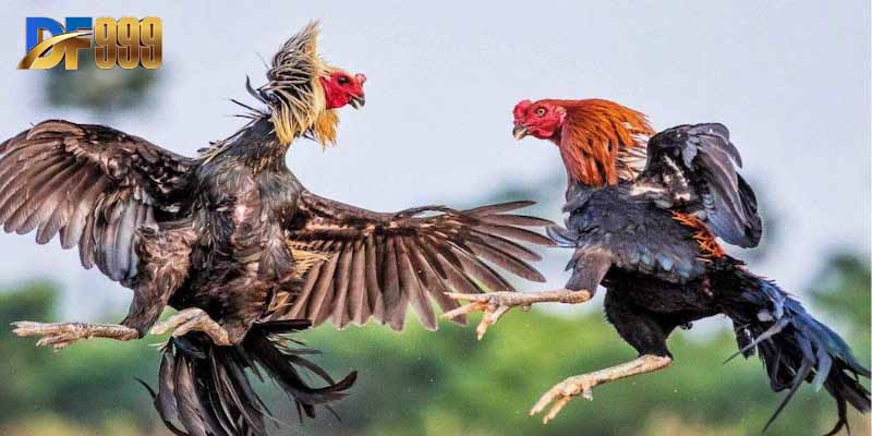 Đá gà thomo hôm nay được trực tiếp tên DF999