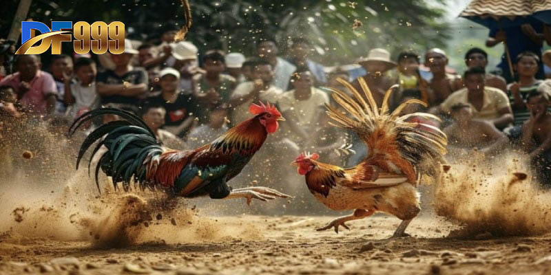 Tổng hợp đá gà Campuchia mới nhất siêu hấp dẫn và kịch tính